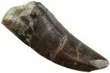 Serrated Tyrannosaur Tooth - Two Medicine Formation #227839-1